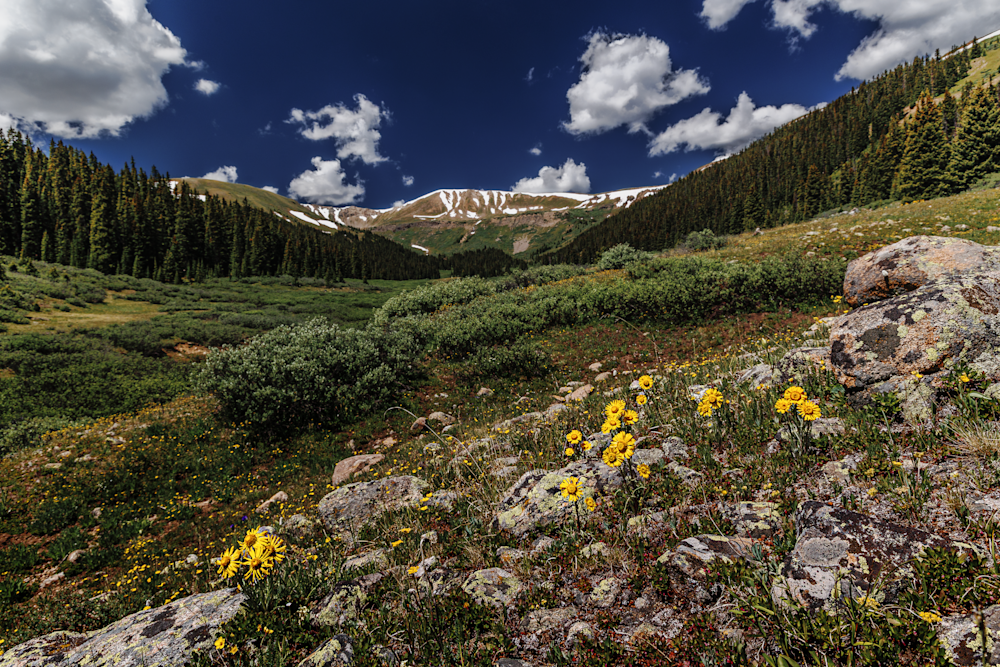 07022025 Wildflowers Hec2107 Photography Art | James H Egbert's Silver Branch Studios