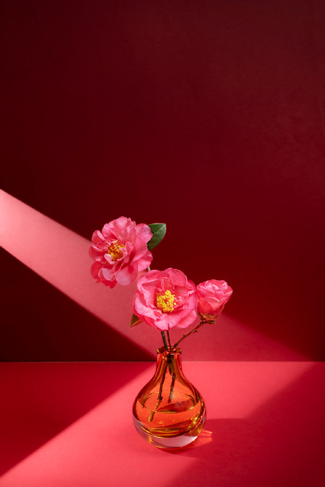 Red Camellias Red Room Photography Art | Lester Blair Gallery