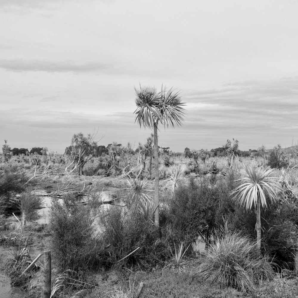 Wetlands Boggy Pond No 1 Photography Art | Lester Blair Gallery
