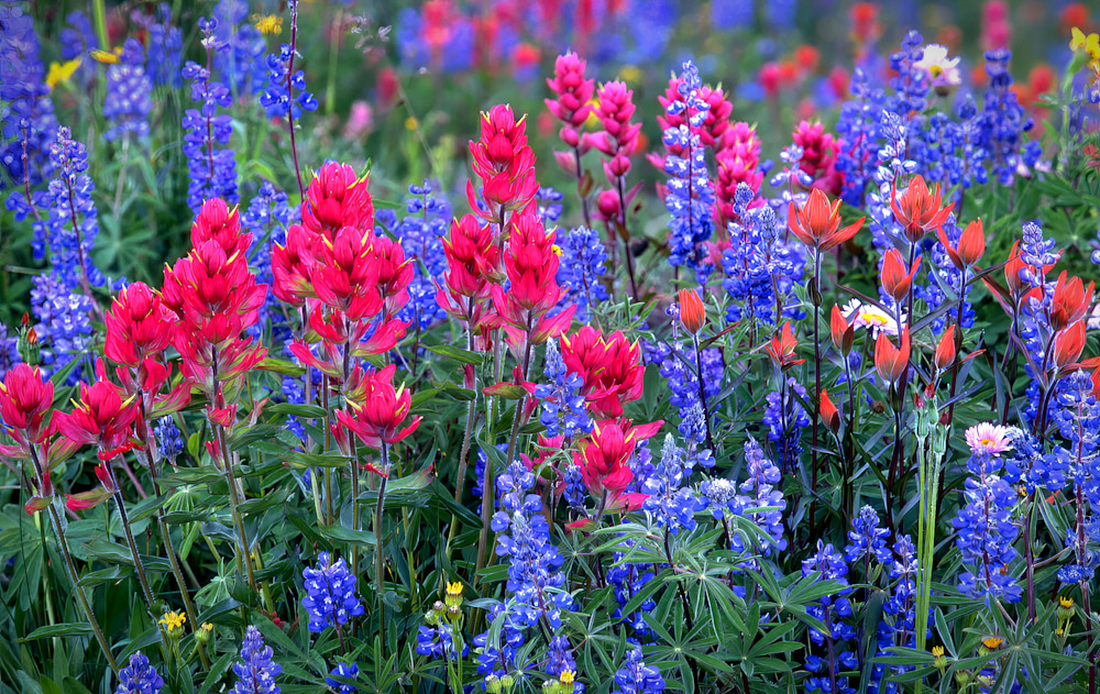 Vail Pass Wildflowers