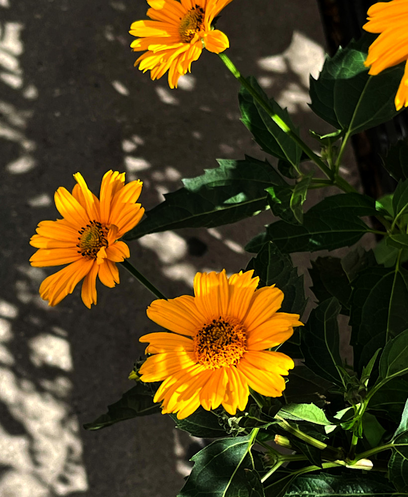 Sun Kissed Yellow Daisies Art | Nancy's Art