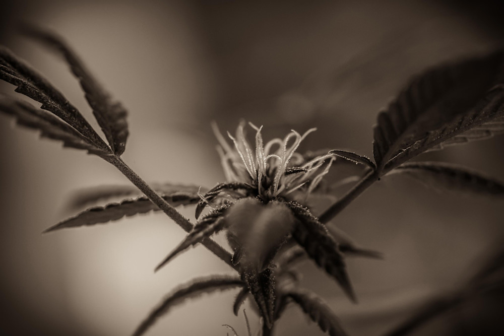 Dof Leaf Warm Photography Art | Jeffrey Eichen