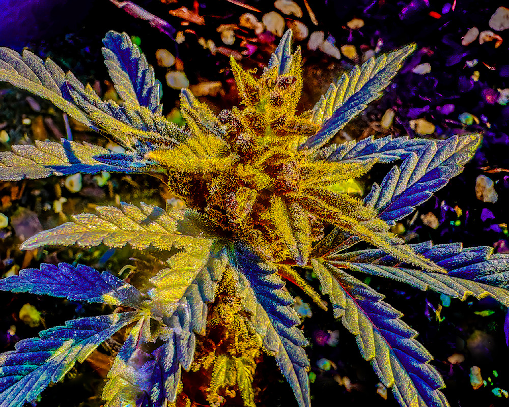 Leaf Nu 25 16x20a Photography Art | Jeffrey Eichen