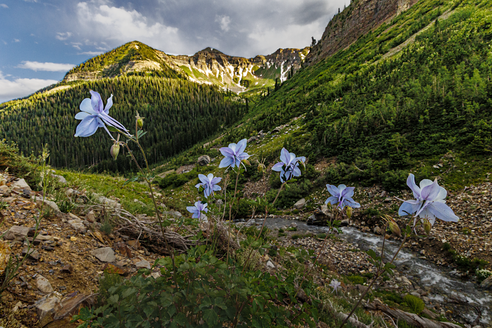 Mountain Blooms - Colorado Landscape Photography