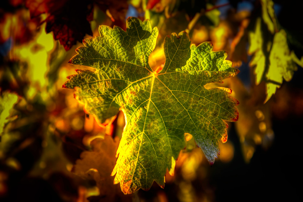 E8 A0098 Edited 3 Edit 20x30 Crop Photography Art | Michael Malandra Fine Art & Photography