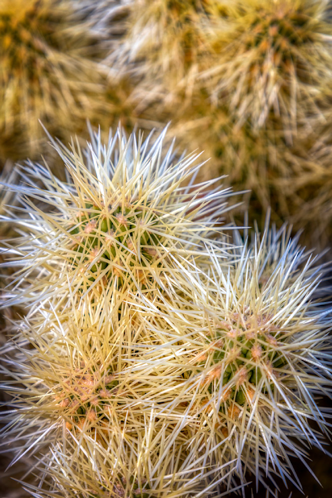 E8 A0966 Edited 0225 20x30 Crop Photography Art | Michael Malandra Fine Art & Photography