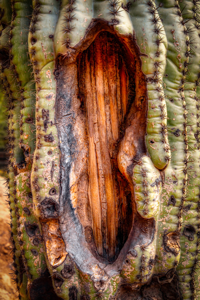 E8 A0479 Edited 0225 20x30 Crop Photography Art | Michael Malandra Fine Art & Photography