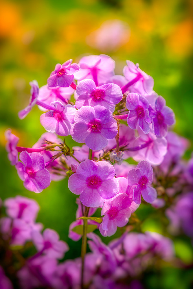 E8 A7485 Edited 1223 20x30 Crop Photography Art | Michael Malandra Fine Art & Photography