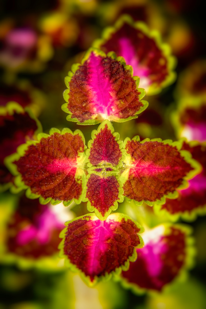 E8 A7590 Edited 1223 20x30 Crop Photography Art | Michael Malandra Fine Art & Photography