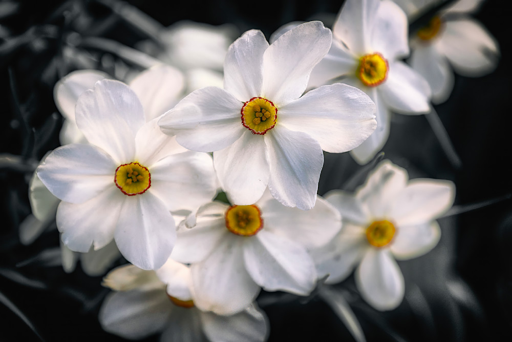 E8 A3462 Edited 1223 20x30 Crop Photography Art | Michael Malandra Fine Art & Photography