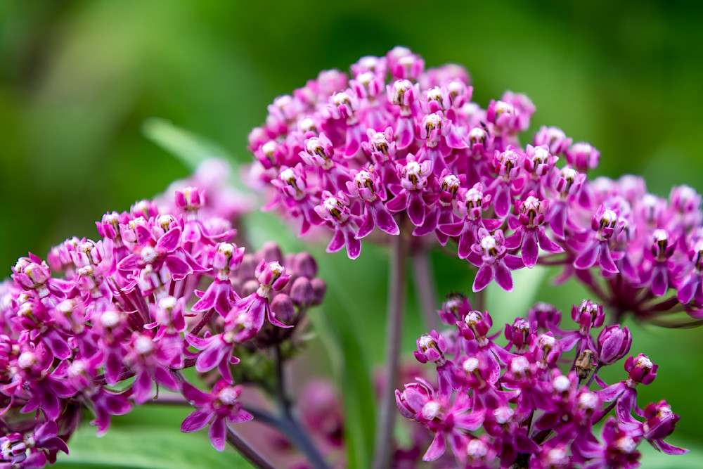 E8 A5747 Edited 1223 20x30 Crop Photography Art | Michael Malandra Fine Art & Photography