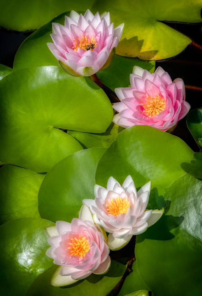 E8 A7706 Edited 1223 20x30 Crop Photography Art | Michael Malandra Fine Art & Photography