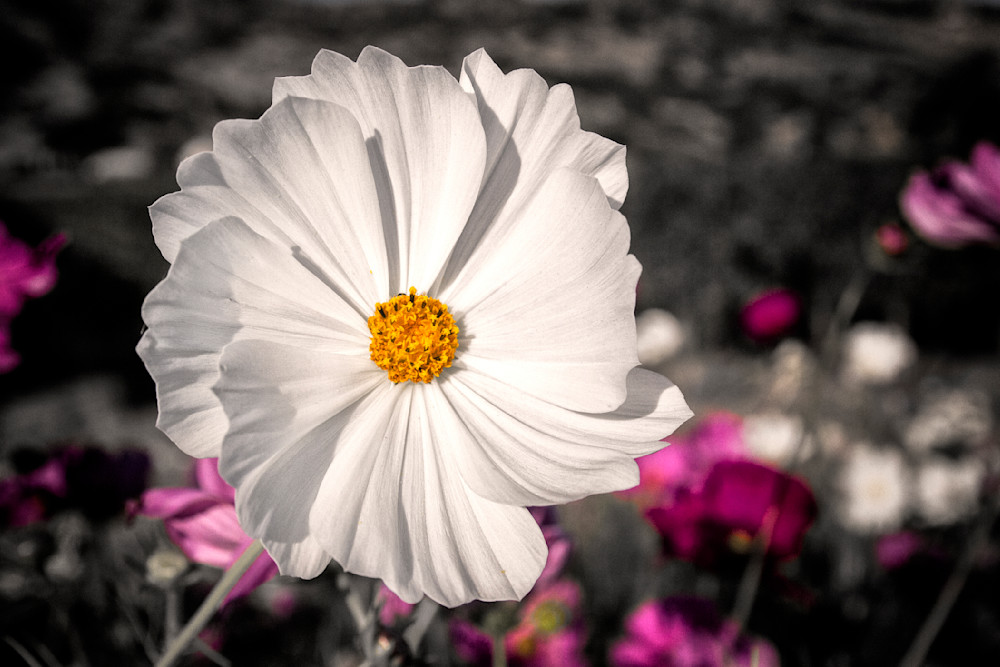 Mg 7722 Edited 20x30 Crop Photography Art | Michael Malandra Fine Art & Photography