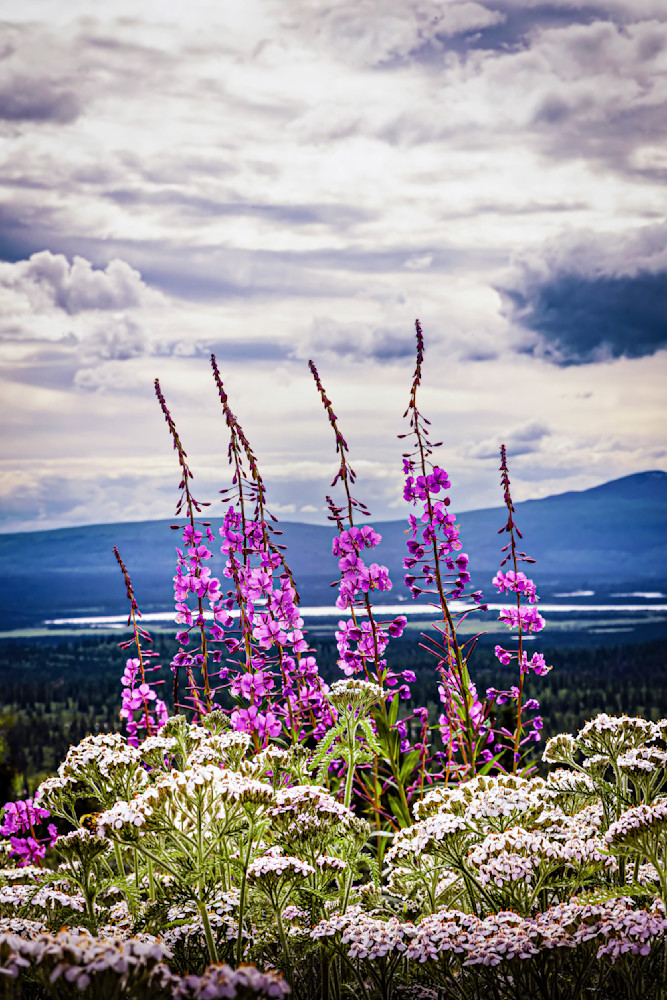 Denali Highway Fireweed