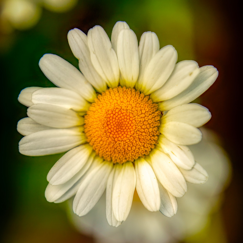 E8 A5559 12x12 Crop 1223 Photography Art | Michael Malandra Fine Art & Photography