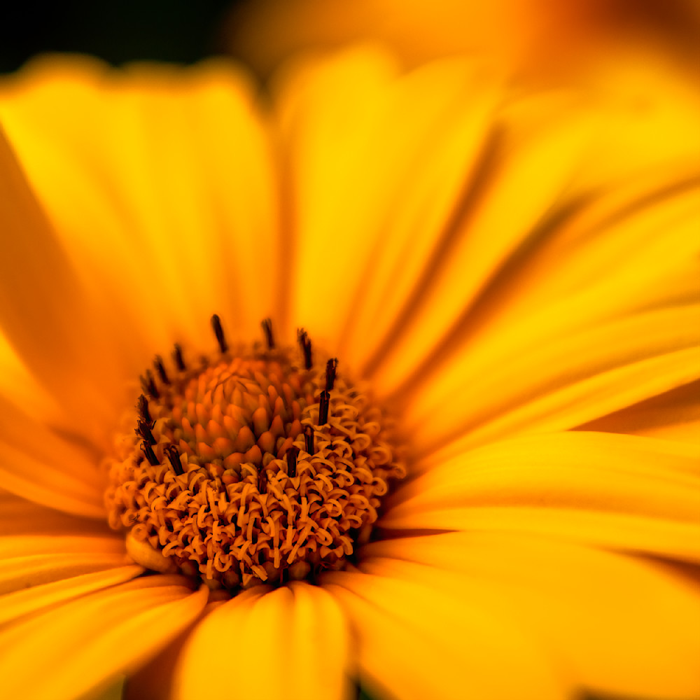 E8 A5684 12x12 Crop 1223 Photography Art | Michael Malandra Fine Art & Photography