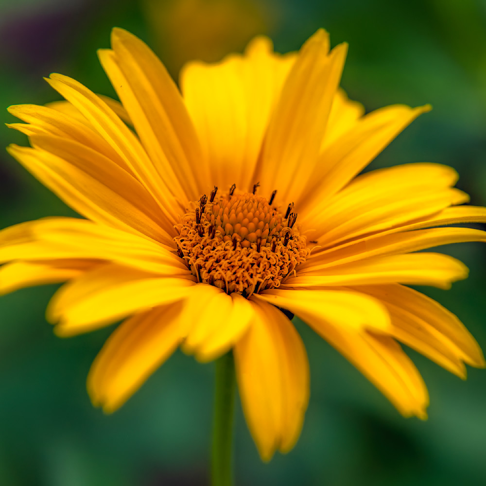 E8 A5695 12x12 Crop 1223 Photography Art | Michael Malandra Fine Art & Photography