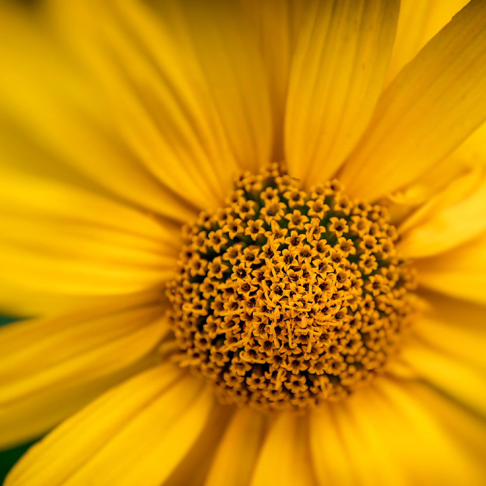 E8 A5716 12x12 Crop 1223 Photography Art | Michael Malandra Fine Art & Photography