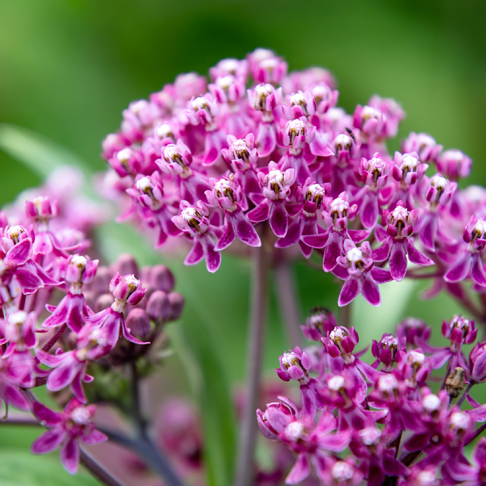 E8 A5747 12x12 Crop 1223 Photography Art | Michael Malandra Fine Art & Photography