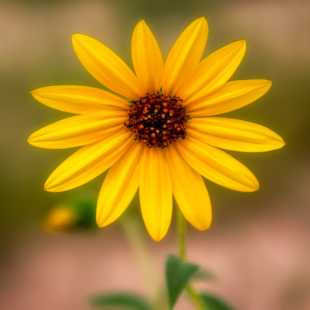 E8 A6681 Edited 1123 12x12 Crop Photography Art | Michael Malandra Fine Art & Photography