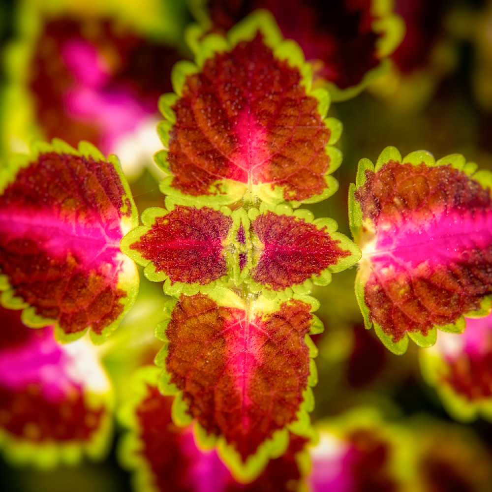 E8 A7590 12x12 Crop 1223 Photography Art | Michael Malandra Fine Art & Photography