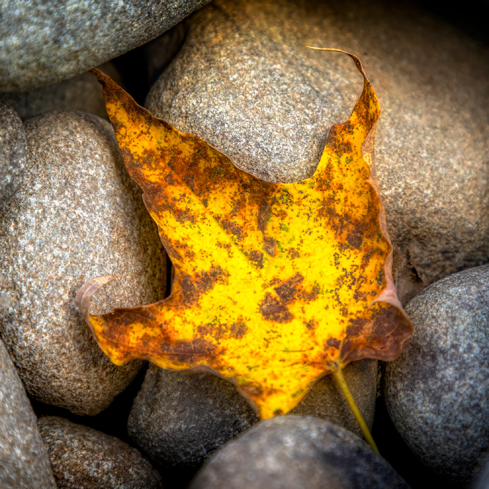 E8 A8637 12x12 Crop 1223 Photography Art | Michael Malandra Fine Art & Photography