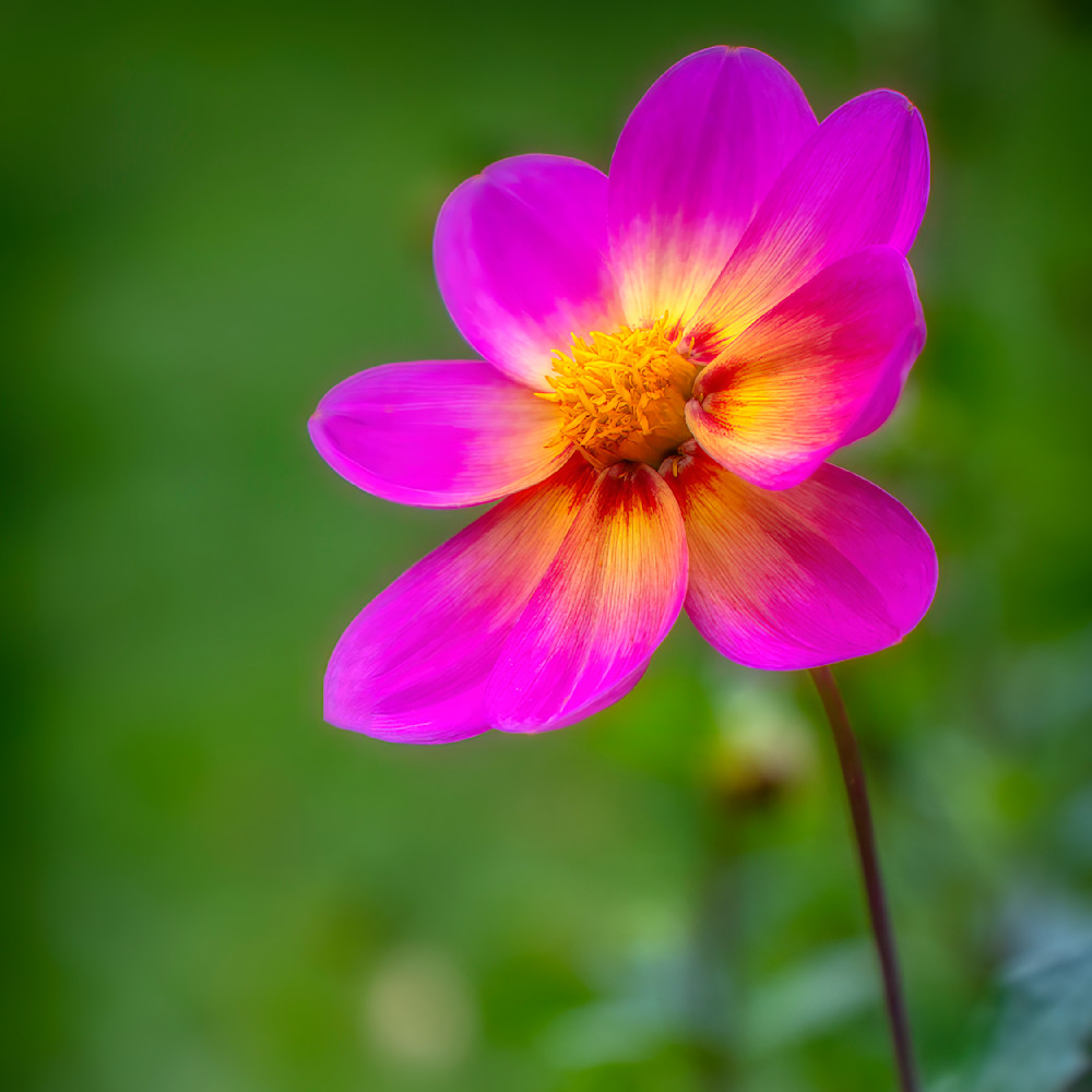 E8 A9311 Edited 12x12 Crop Photography Art | Michael Malandra Fine Art & Photography