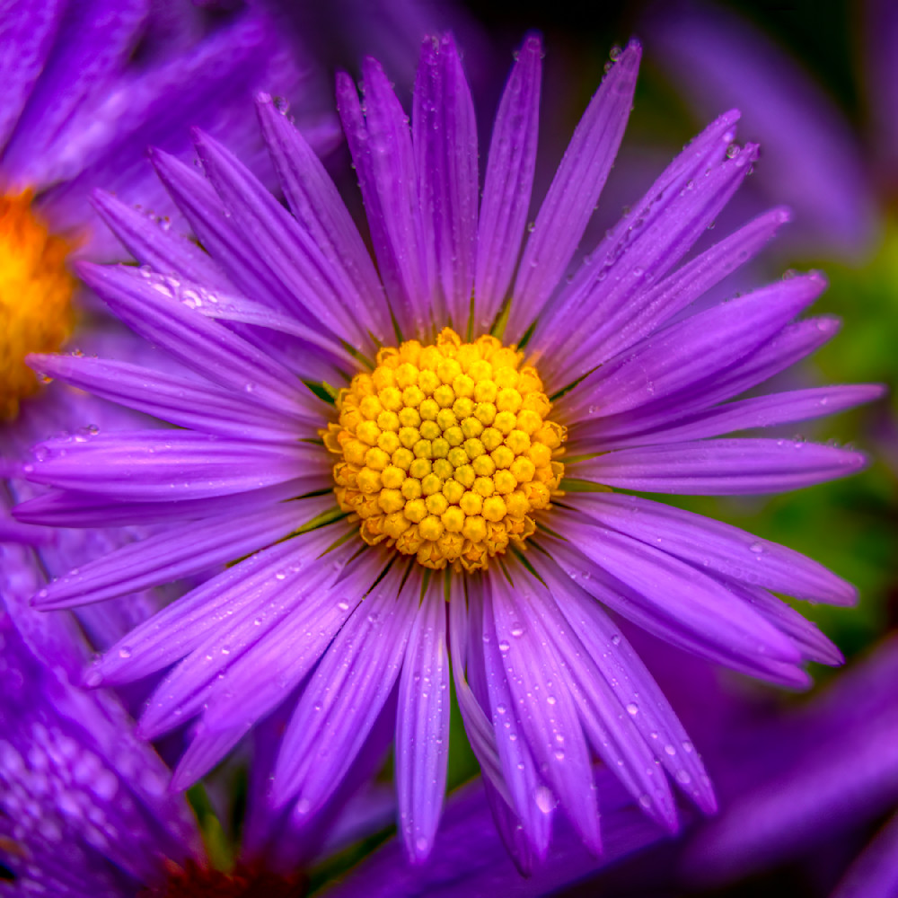 E8 A9844 12x12 Crop 1223 Photography Art | Michael Malandra Fine Art & Photography