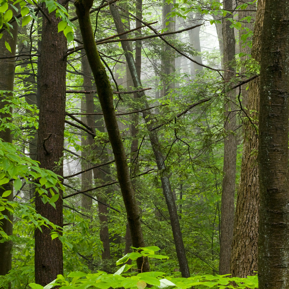 Mg 1471 Edited 1223 12x12 Crop Photography Art | Michael Malandra Fine Art & Photography