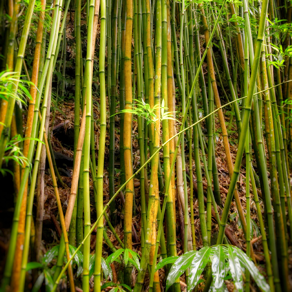 Mg 3508 Edited 0125 Edit 12x12 Crop Photography Art | Michael Malandra Fine Art & Photography