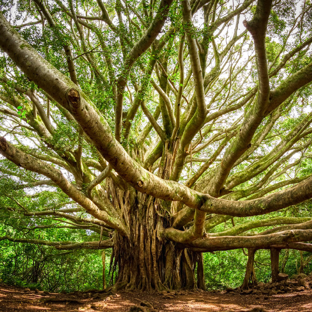 Mg 3599 Edited 0125 Edit 12x12 Crop Copy Photography Art | Michael Malandra Fine Art & Photography