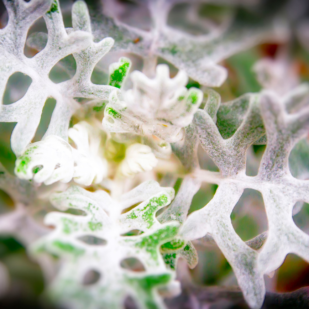 Flower Macro 5 12x12 Crop 1223 Photography Art | Michael Malandra Fine Art & Photography