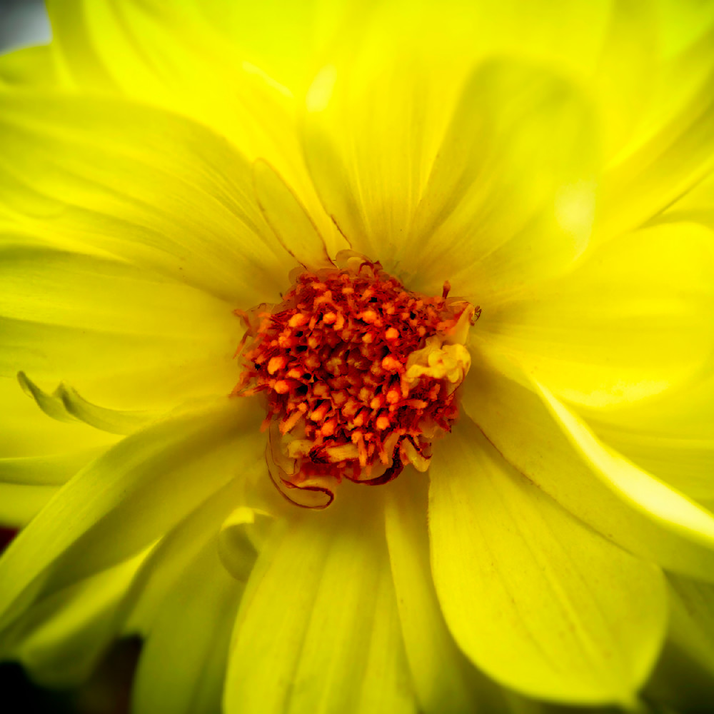 Flower Macro 6 12x12 Crop 1223 Photography Art | Michael Malandra Fine Art & Photography