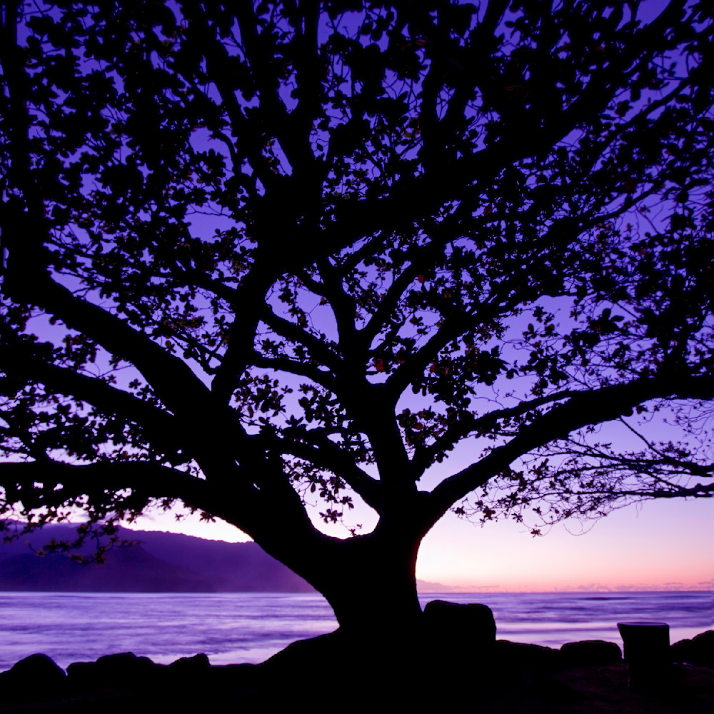 Hawaii Tree12x12 Crop 1223 Photography Art | Michael Malandra Fine Art & Photography