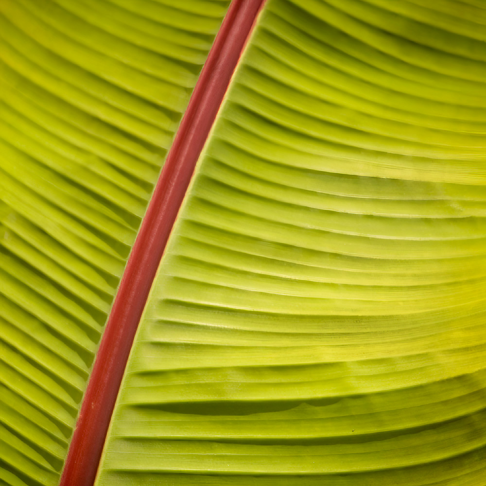 Leaf Macro 1 12x12 Crop 1223 Photography Art | Michael Malandra Fine Art & Photography
