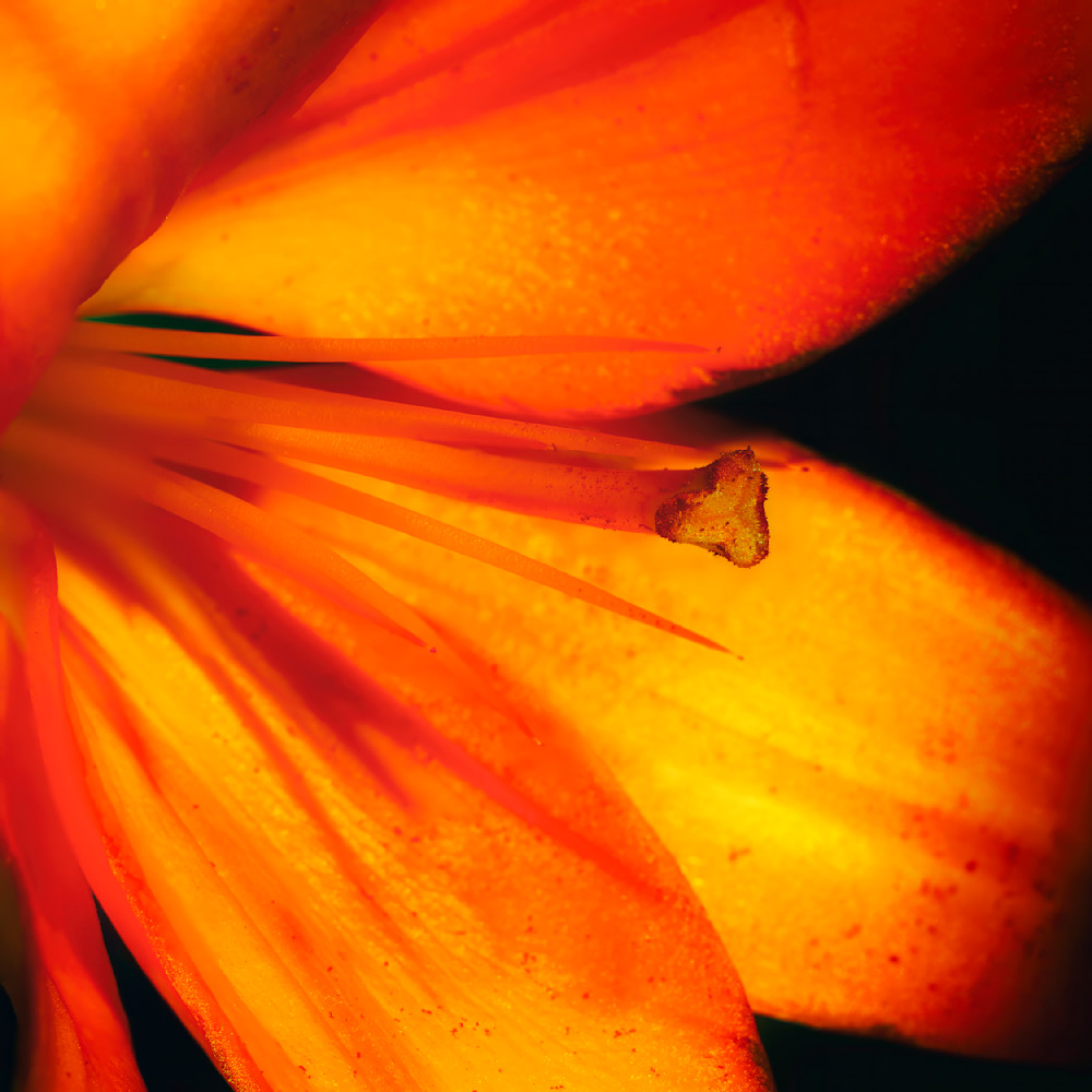 Orange Flower Macro 12x12 Crop 1223 Photography Art | Michael Malandra Fine Art & Photography