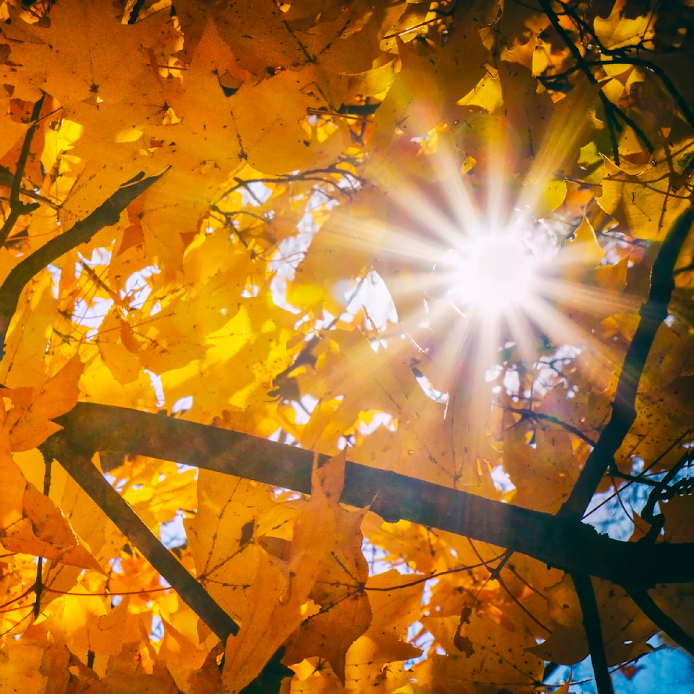 Sun Burst 2 12x12 Crop 1223 Photography Art | Michael Malandra Fine Art & Photography