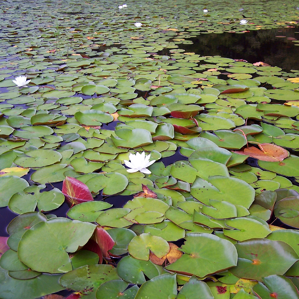 Lilly Pads 12x12 Crop 1223 Photography Art | Michael Malandra Fine Art & Photography