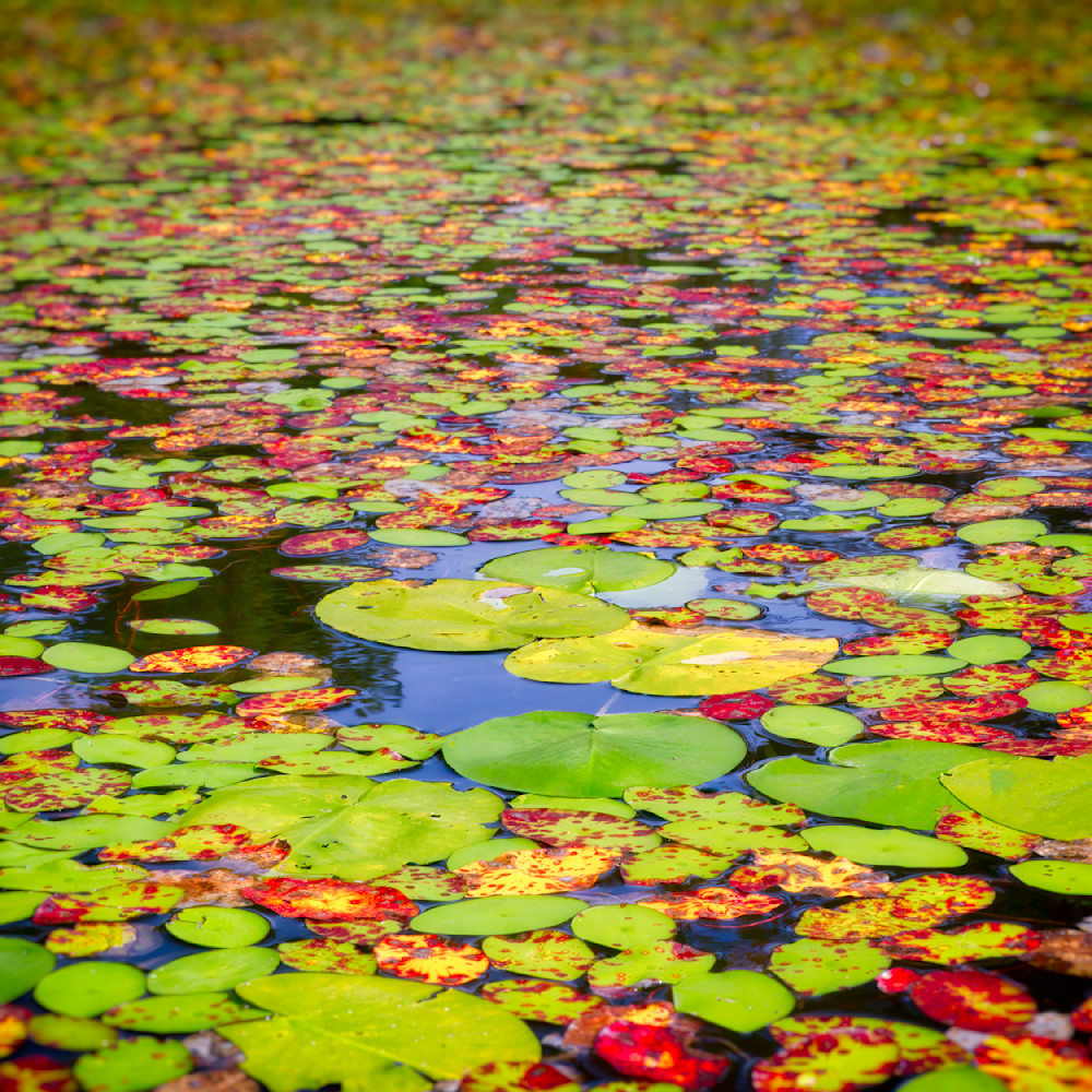 Lillypads 12x12 Crop 1223 Photography Art | Michael Malandra Fine Art & Photography