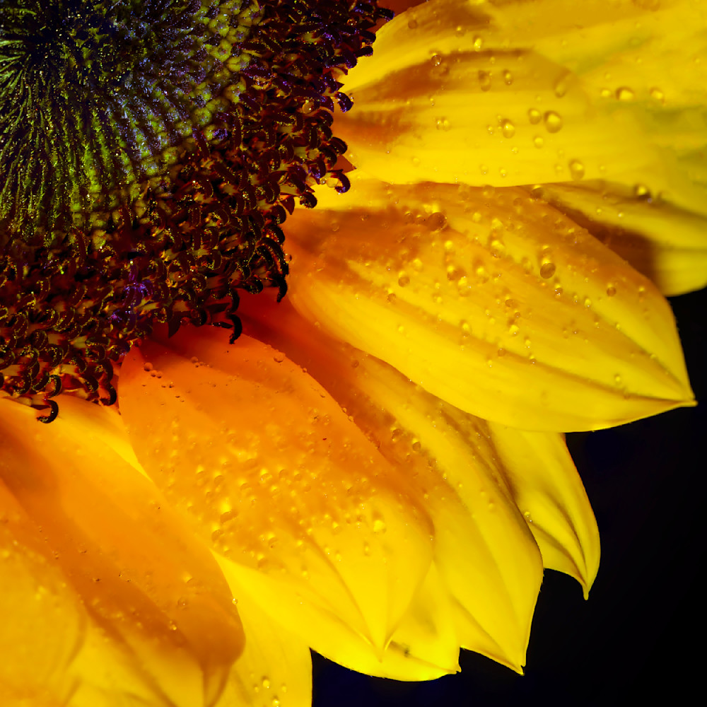 Sun Flower Macro 2 12x12 Crop 1223 Photography Art | Michael Malandra Fine Art & Photography