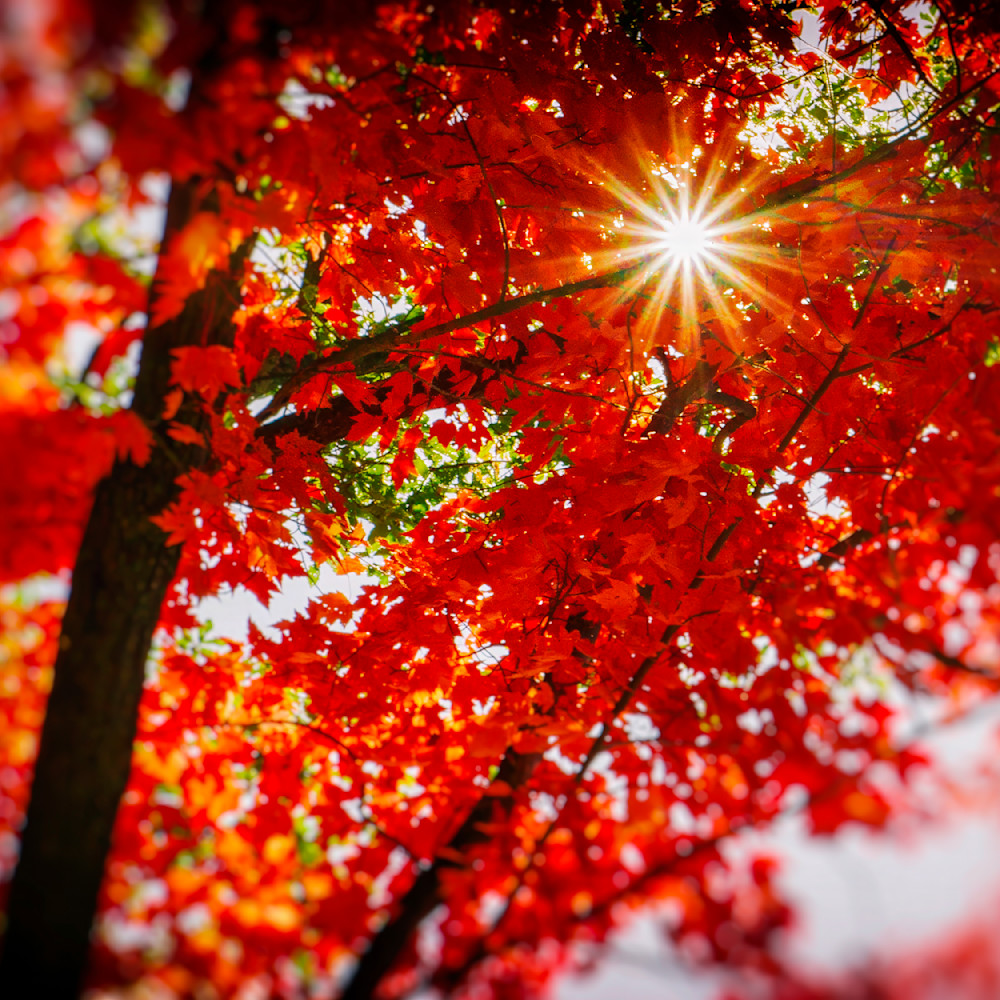 Sun Burst 12x12 Crop 1223 Photography Art | Michael Malandra Fine Art & Photography