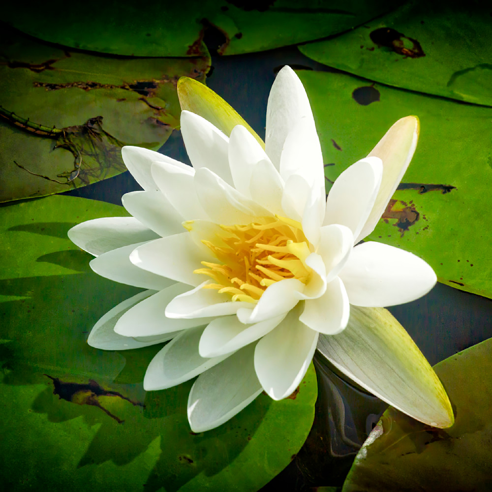 Water Lilly 12x12 Crop 1223 Photography Art | Michael Malandra Fine Art & Photography
