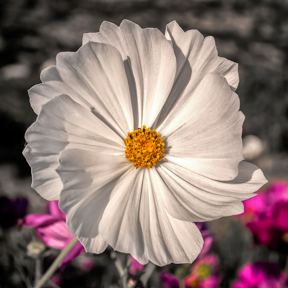 White Flower 12x12 Crop Copy Photography Art | Michael Malandra Fine Art & Photography