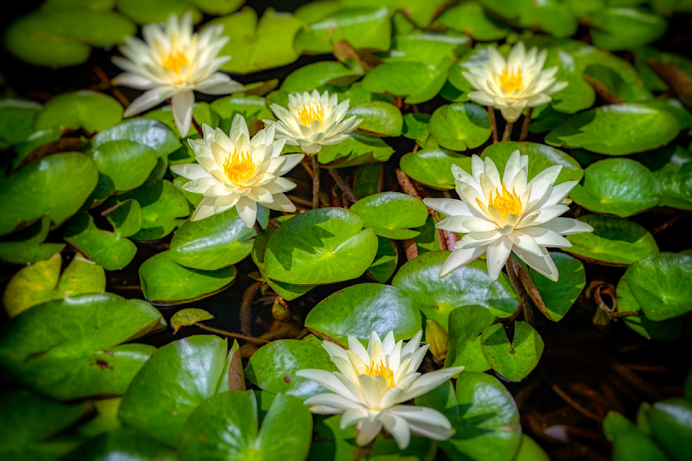 E8 A7725 Edited 1223 20x30 Crop Photography Art | Michael Malandra Fine Art & Photography