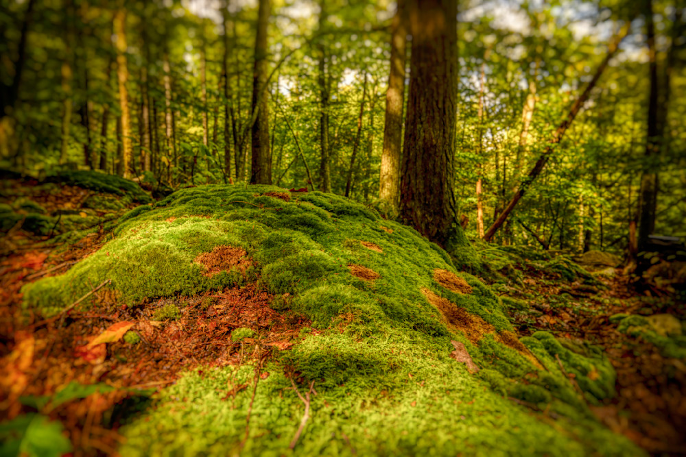 E8 A8443 Edited 0124 20x30 Crop Photography Art | Michael Malandra Fine Art & Photography