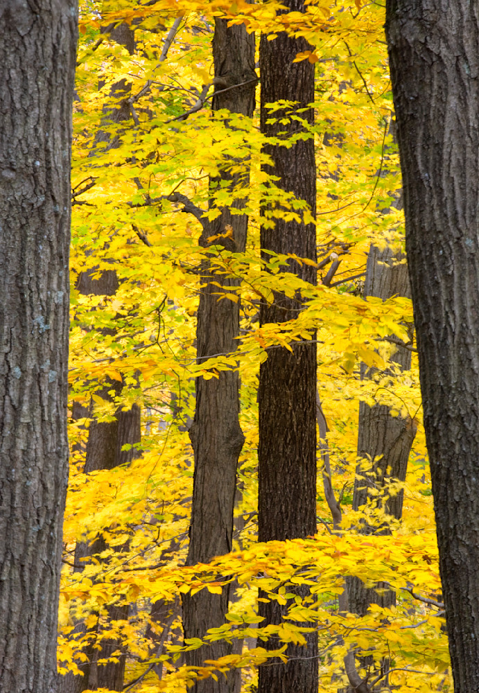 Mg 0165 Edited 1223 20x30 Crop Photography Art | Michael Malandra Fine Art & Photography