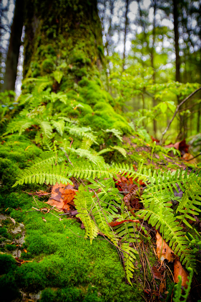 Mg 0207 Edited 1223 20x30 Crop Photography Art | Michael Malandra Fine Art & Photography