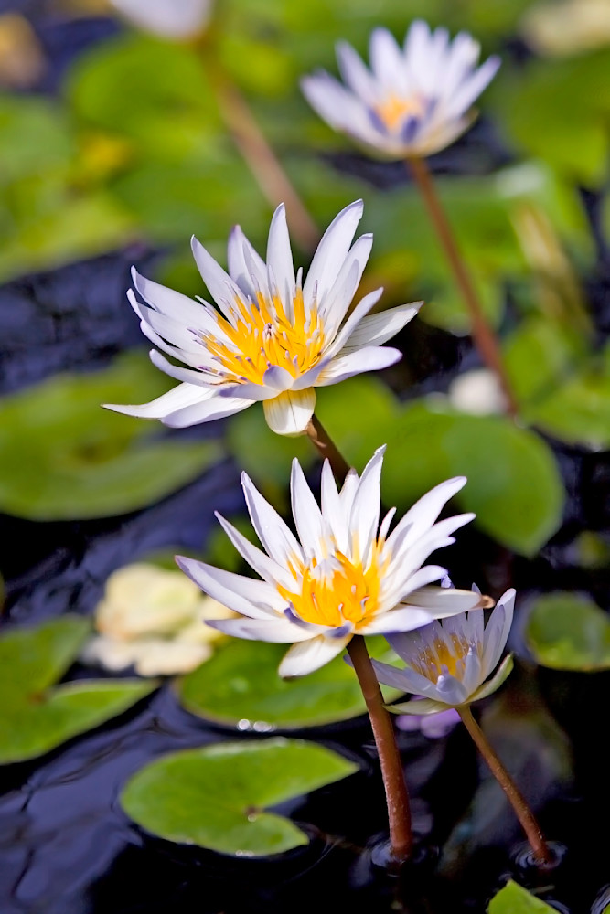 Mg 0710 Edited 1223 20x30 Crop Photography Art | Michael Malandra Fine Art & Photography