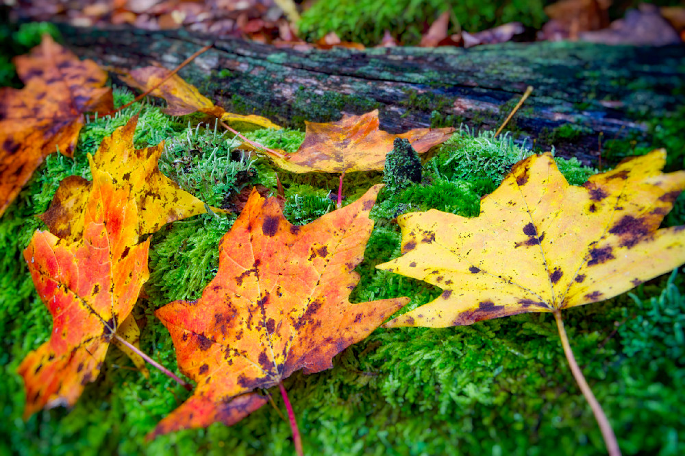 Mg 6598 Edited 1223 20x30 Crop Photography Art | Michael Malandra Fine Art & Photography