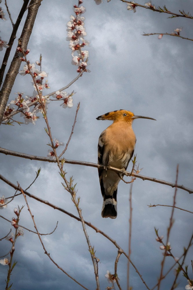 E8 A3017 Edited 0525 20x30 Crop Photography Art | Michael Malandra Fine Art & Photography